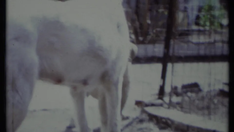 A close, softly focused frame shows the white adult dog passing near the camera in the 1971 backyard scene.
