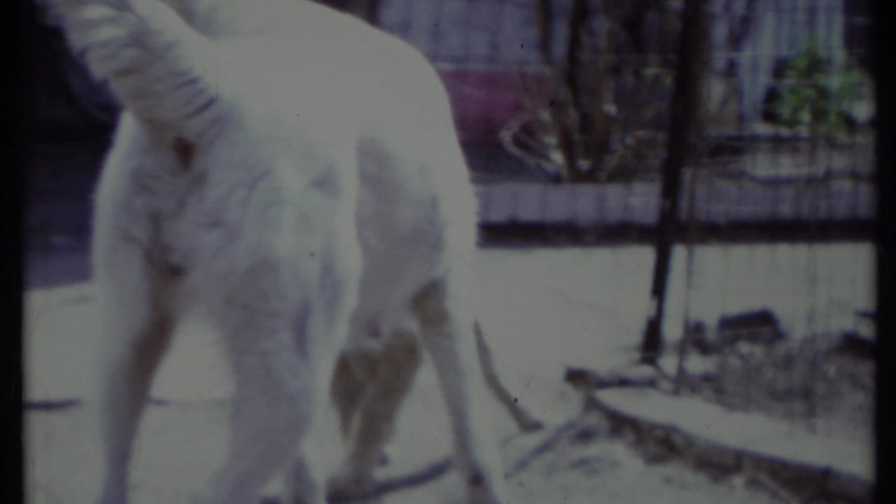 1971 California 8mm frame showing a white dog standing in a sunlit outdoor paved area near fencing and scattered yard material.