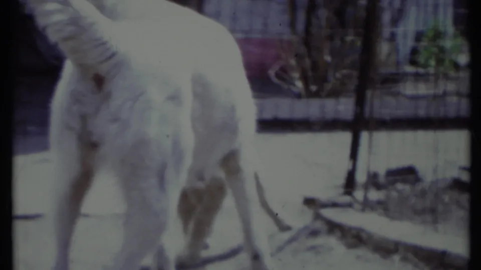 1971 California 8mm frame showing a white dog standing in a sunlit outdoor paved area near fencing and scattered yard material.