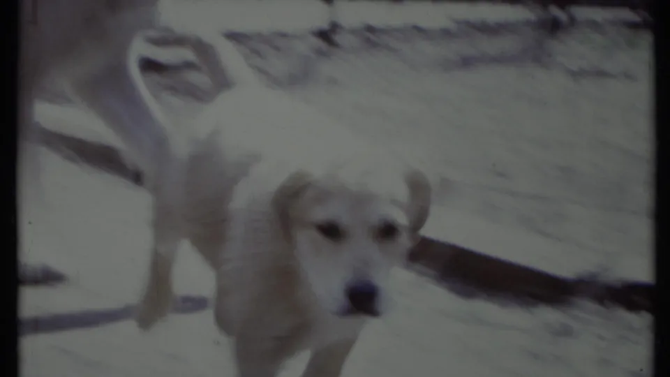 1971 California 8mm frame with a white dog looking toward the camera in a bright paved outdoor area.