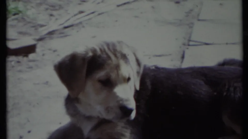 1971 California 8mm frame showing a brown-and-white dog resting on a paved outdoor surface in strong sunlight.