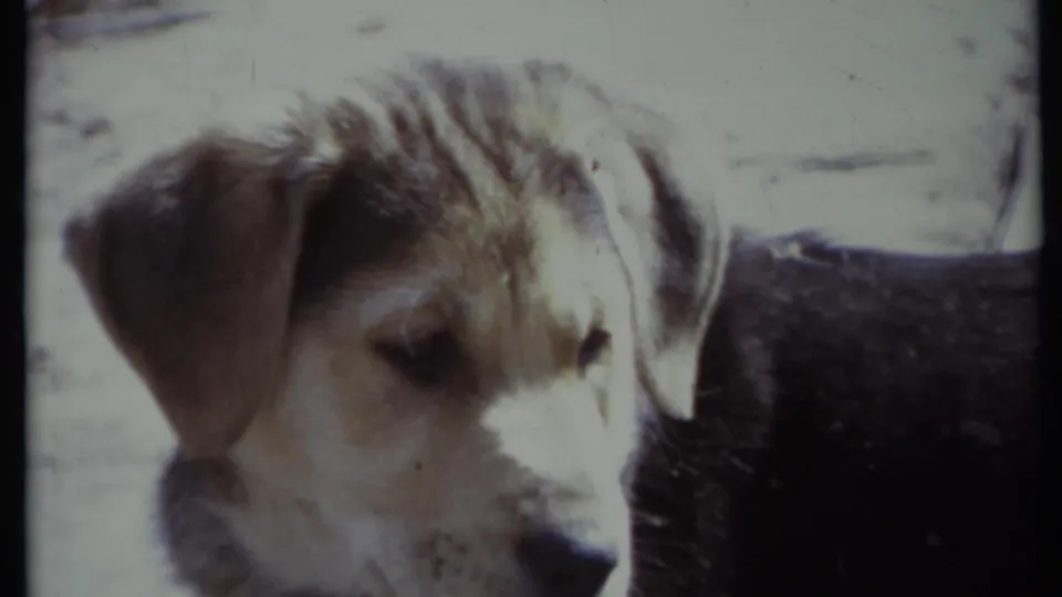 1971 California 8mm close frame of a brown-and-white dog resting, with its head and back filling most of the view.
