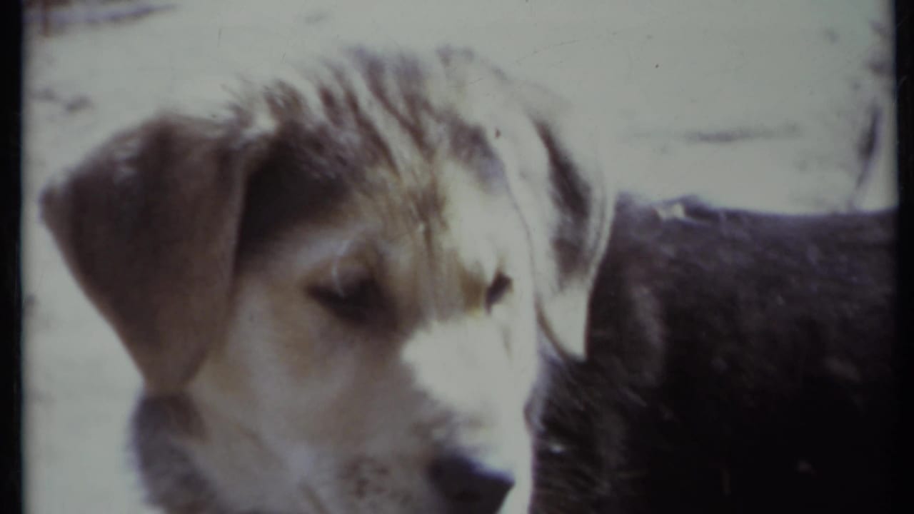 Young floppy-eared dog seen in soft focus near the camera.