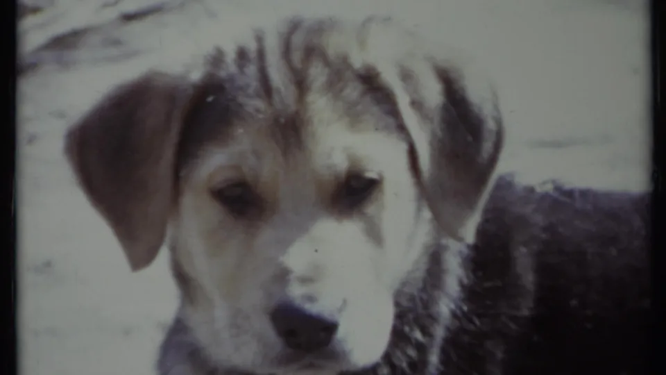 Young mixed-breed dog faces the lens in a soft, bright 1971 California 8mm home-movie frame.