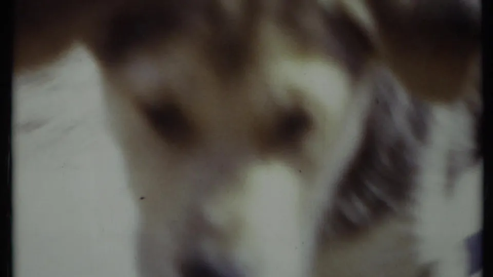The dog moves extremely close to the camera, creating a blurred 8mm close-up in the California home-movie footage.