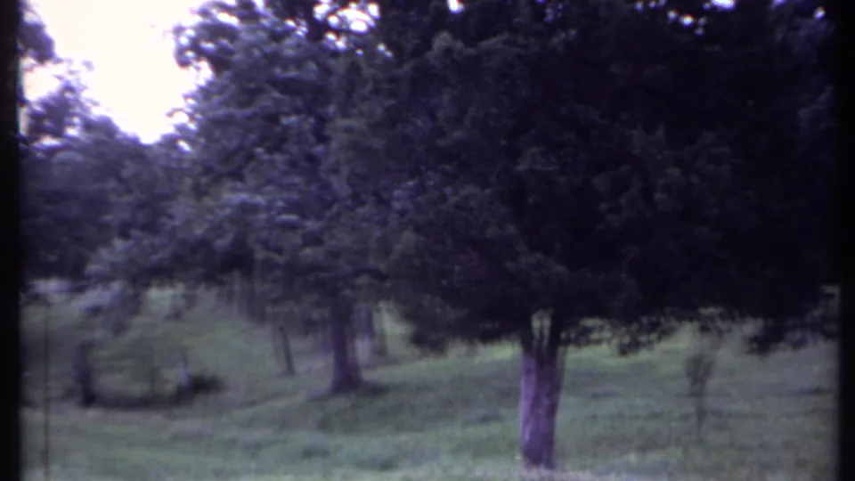 1971 California frame showing a grassy hillside and mature trees, with nearby residential structures mostly screened by foliage.