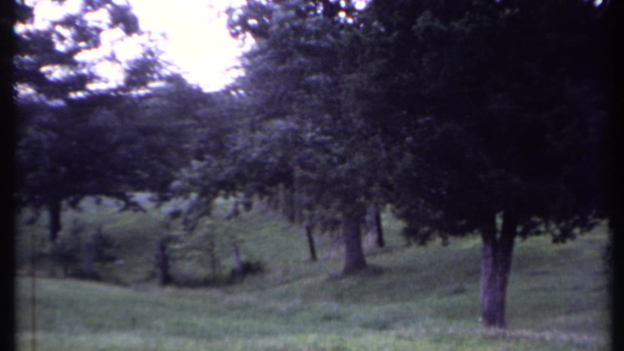 Grassy field with large trees and a small conical evergreen in the distance.