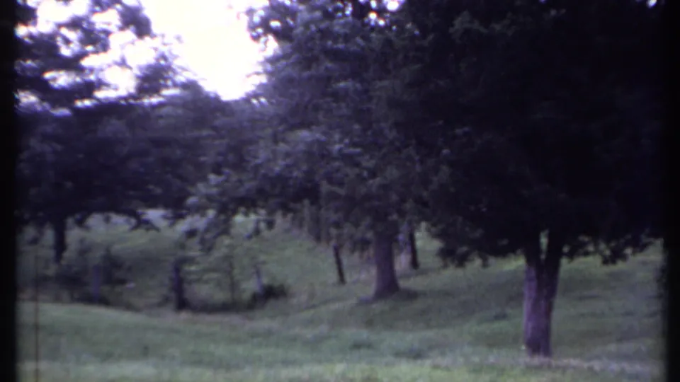 1971 California home-movie frame showing a sloping grassy field bordered by mature trees and a small evergreen.