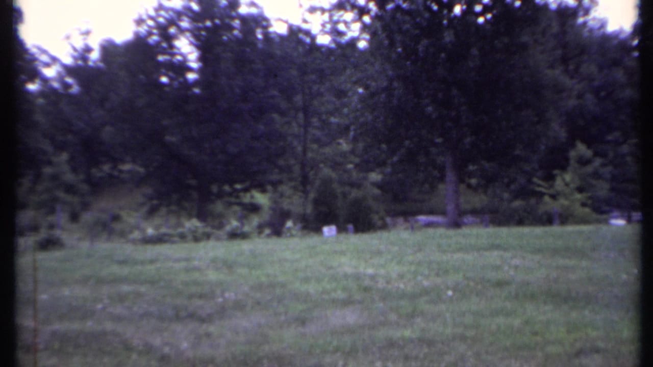 Grassy lawn leading to a shaded treeline under pale daylight.