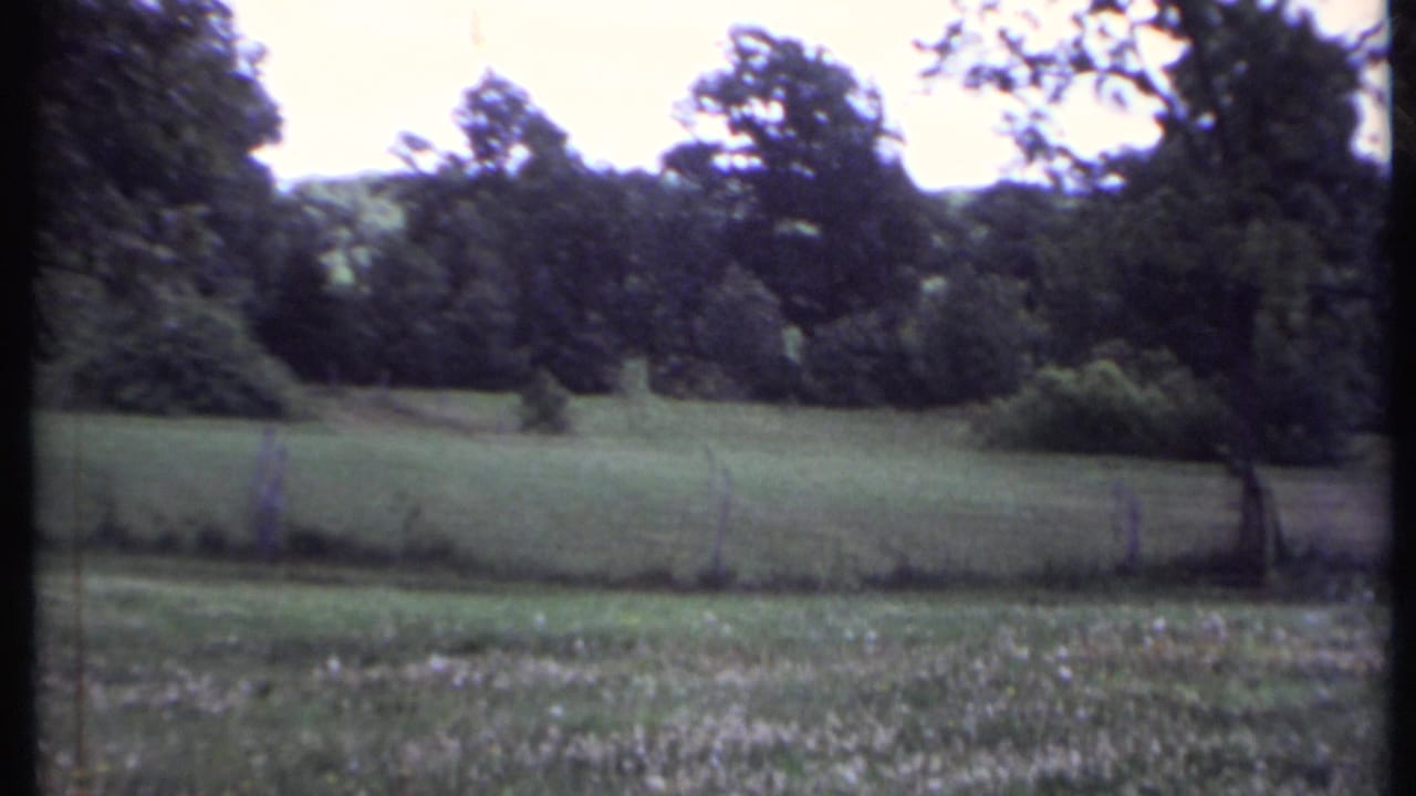 Grassy field bordered by trees and a fence under soft daylight.