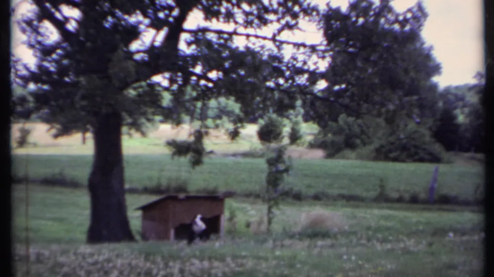 1971 California 8mm frame showing a wooden doghouse under a large tree, with a dog resting partly inside the shaded opening.