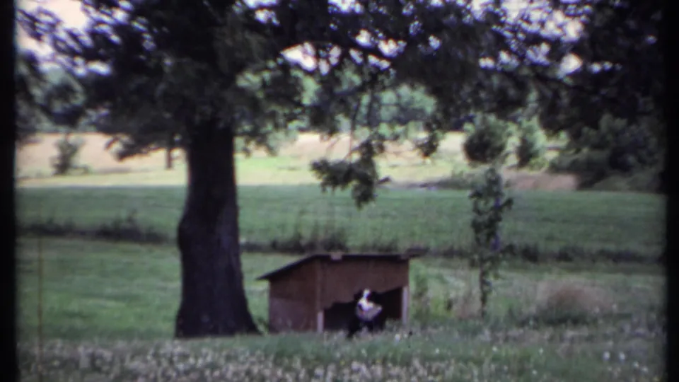 1971 California rural home-movie frame with a dog resting in a wooden shelter under a large tree, framed by grass and distant trees.