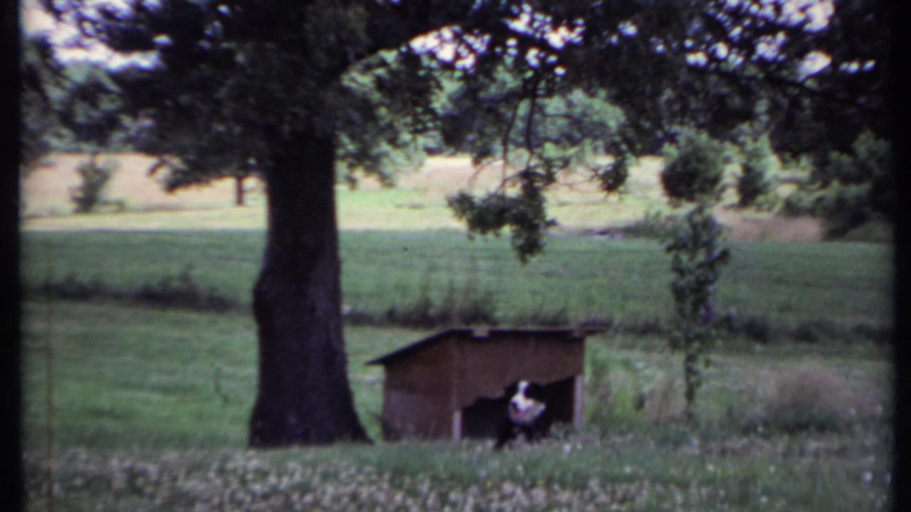 Black and white dog stands at a wooden doghouse beneath a large tree in a grassy field.