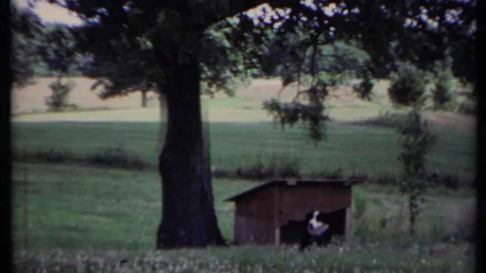 The dog stays partly in the doghouse doorway while a large tree and open California field fill the 1971 home-movie frame.