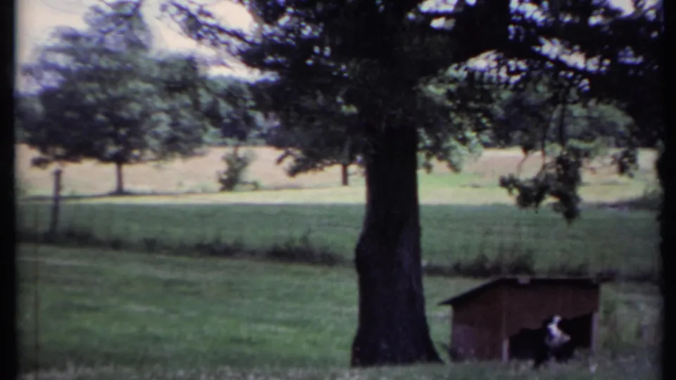 Soft 8mm footage shows the dog partly visible at the doghouse entrance beneath a large tree in a rural California yard.