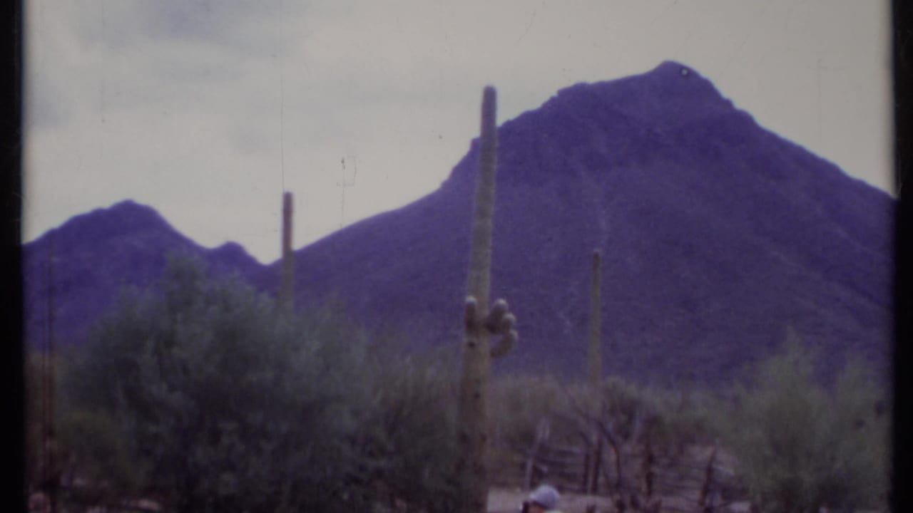 Tall cactus and desert shrubs in front of purple mountains under a pale sky.