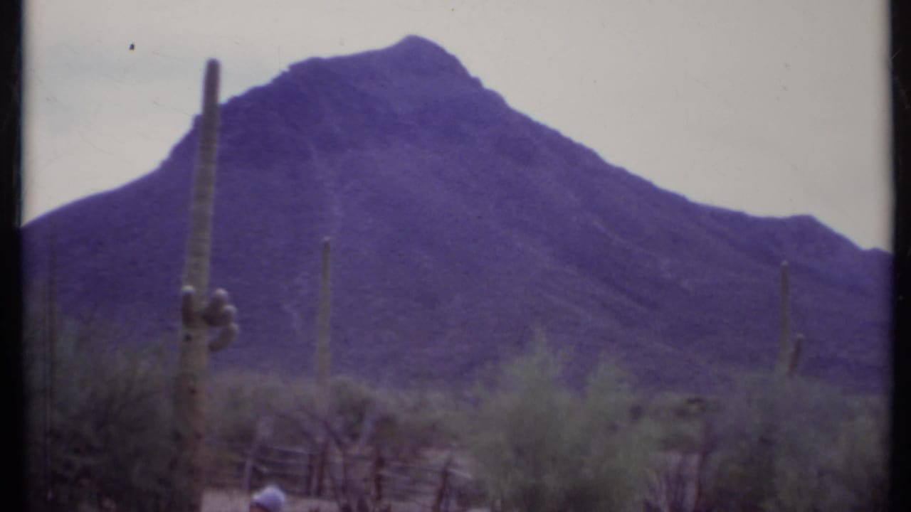 Tall cactus and desert shrubs in front of a dark mountain ridge under a pale sky.