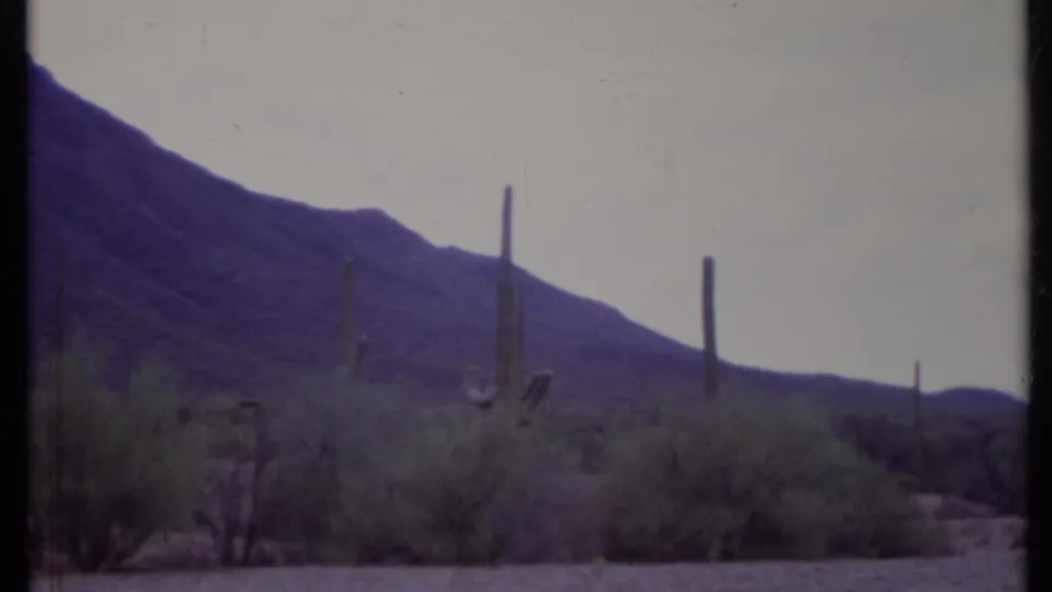 1971 8mm desert landscape frame with tall cacti, scrub vegetation, sandy ground, and a mountain ridge under a pale sky.