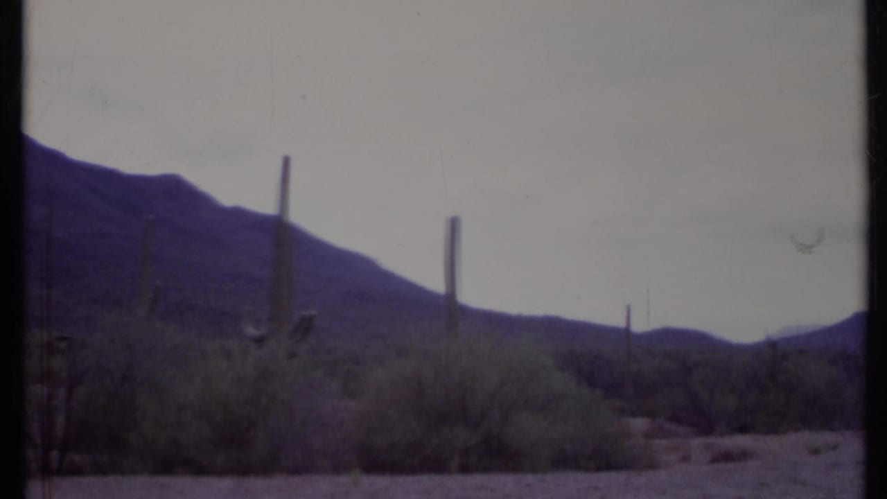 Desert scrub with tall columnar cacti and dark mountains under a pale sky.