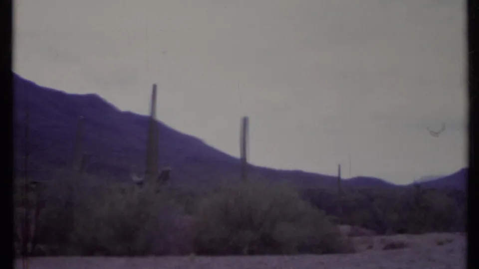 1971 California desert view with tall columnar cacti, low shrubs, sandy ground, and distant mountains beneath a washed pale sky.