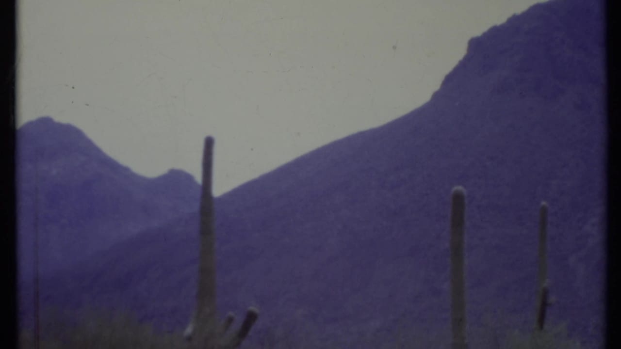Tall cactus columns stand before blue-purple mountains under a pale sky.