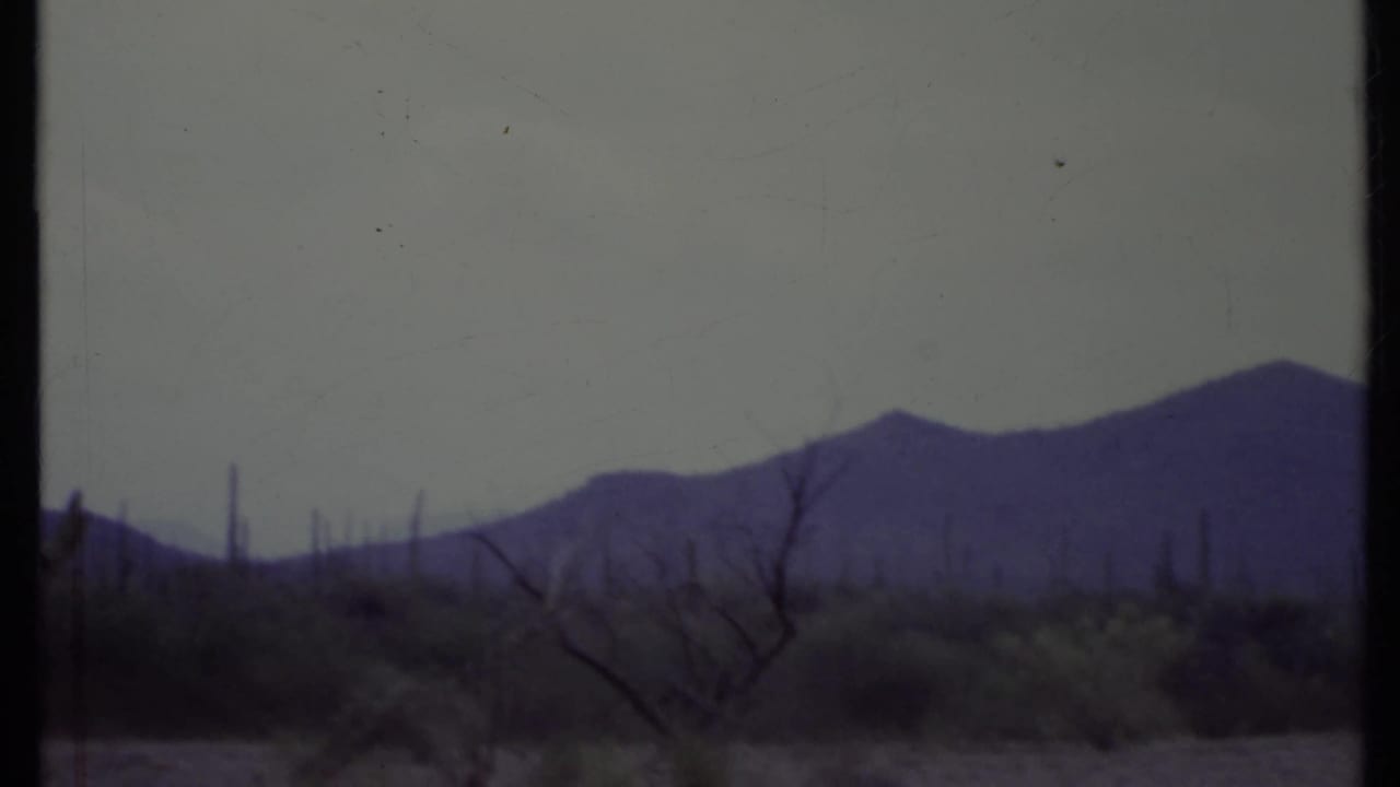 Desert scrub with dead trees and distant blue-purple mountains under a pale sky.