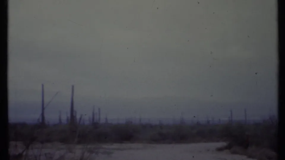 1971 8mm frame of a hazy California desert view with tall cacti, low scrub, and faint hills under cool evening light.