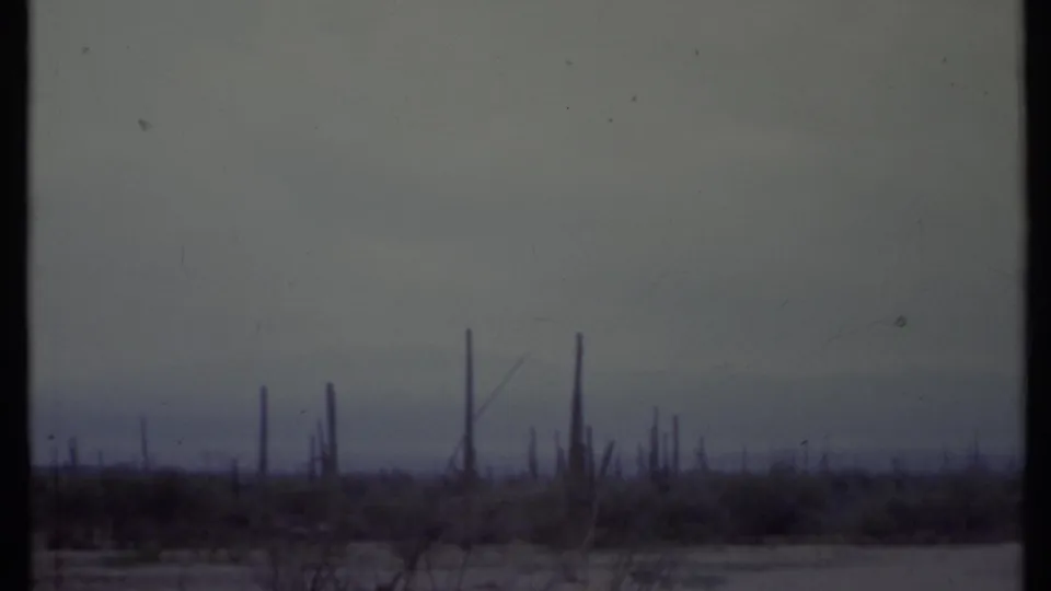 1971 8mm view across a California desert, with columnar cacti and scrub silhouetted against a hazy evening sky.