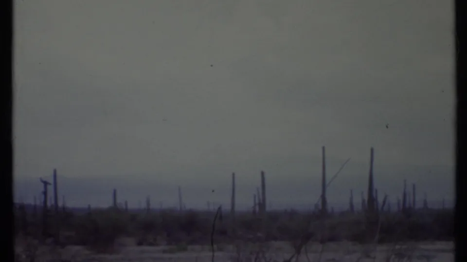 1971 8mm desert frame showing scattered tall cacti, dry ground, scrub brush, and hazy hills in California.