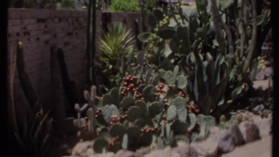 California desert garden scene with cactus pads, tall succulent plants, rocks, and a masonry wall, recorded in faded 1971 8mm color.