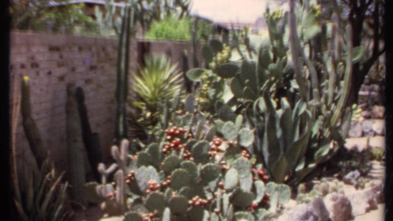 Cactus garden with prickly pear fruit, agave plants, stone border, and low wall in bright sun.