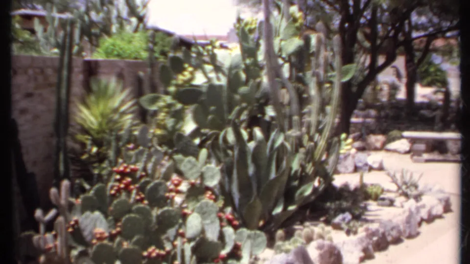 1971 California 8mm frame of a desert garden bed with cactus varieties, agave, rock edging, a low wall, trees, and a distant bench-like object.