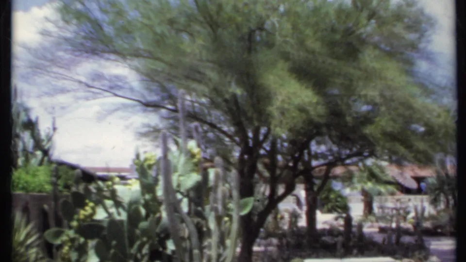 1971 California frame showing tall cactus plants, a large tree canopy, a paved garden path, and a low building beyond.