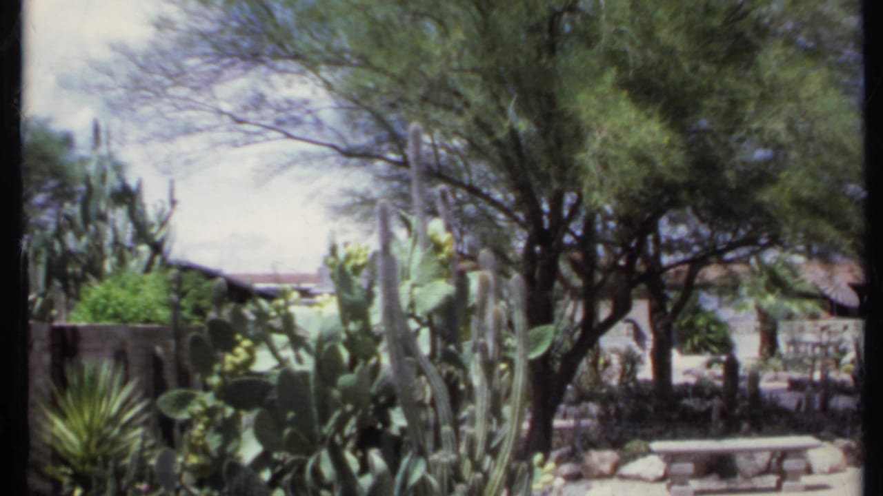 Cactus garden with trees, a low wall, rocks, and a small house in bright sun.