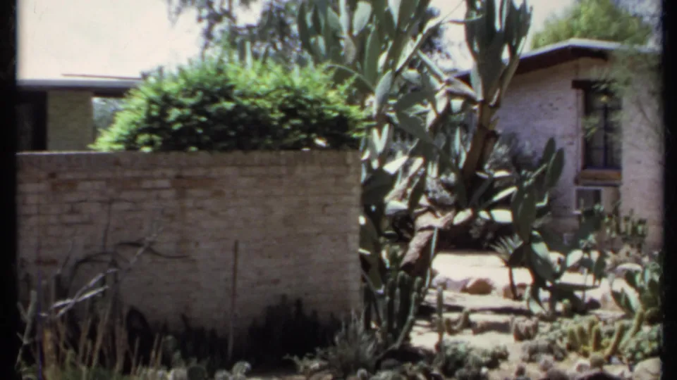 1971 California home-movie view of a low masonry wall, bright shrub, tall cactus, and stucco house exterior.