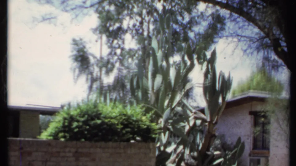 1971 California exterior frame with a tall cactus, green shrub, low wall, trees, and part of a residential roofline.
