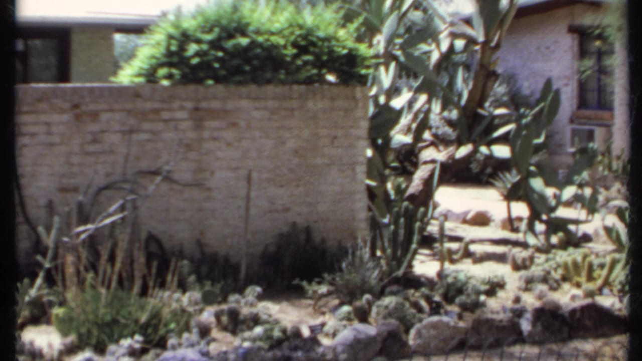 Cactus garden beside a pale brick wall with rocks, shrubs and part of a house visible.
