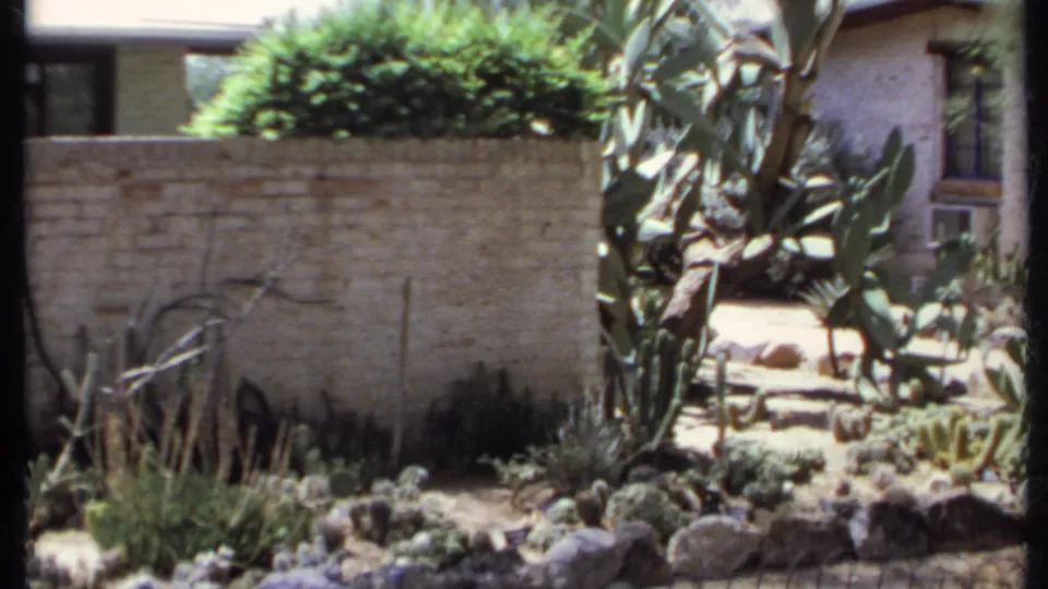 1971 California home-movie frame of a cactus and succulent garden beside a pale brick wall, with rocks, shrubs and a house edge in view.