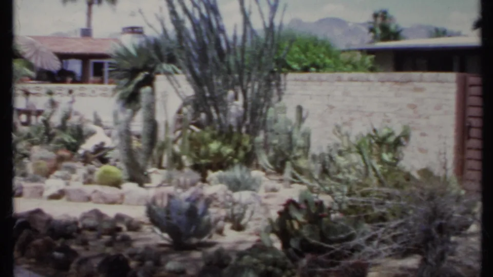 1971 California exterior view of a cactus garden with rocks and shrubs, a pale wall, low house roofline and distant hills or mountains.