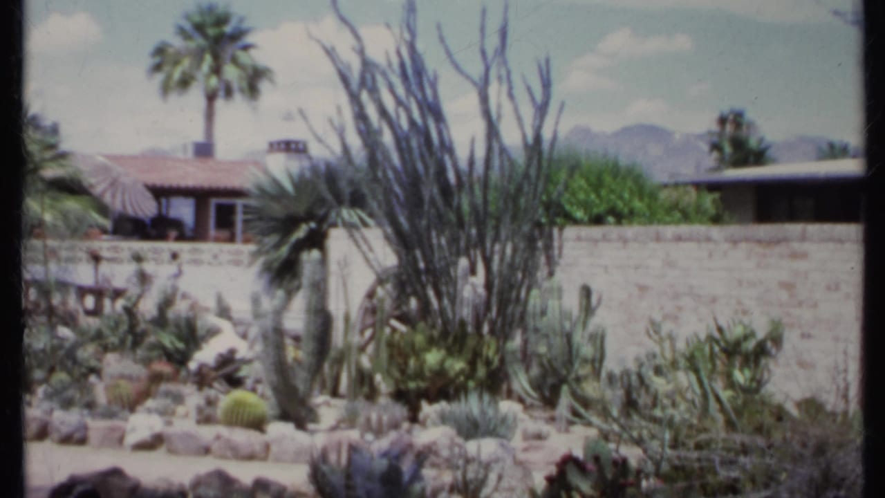 Desert garden with cacti, palms, rock border, stucco wall, and tile-roofed house.