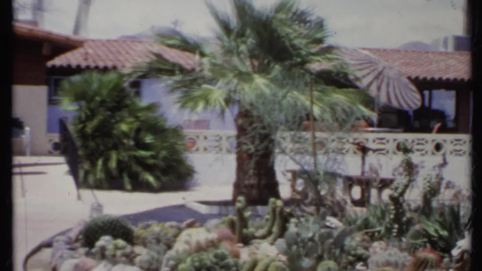1971 California backyard frame with palm trees, cactus beds, a patterned white wall, and a red tile residential roof.