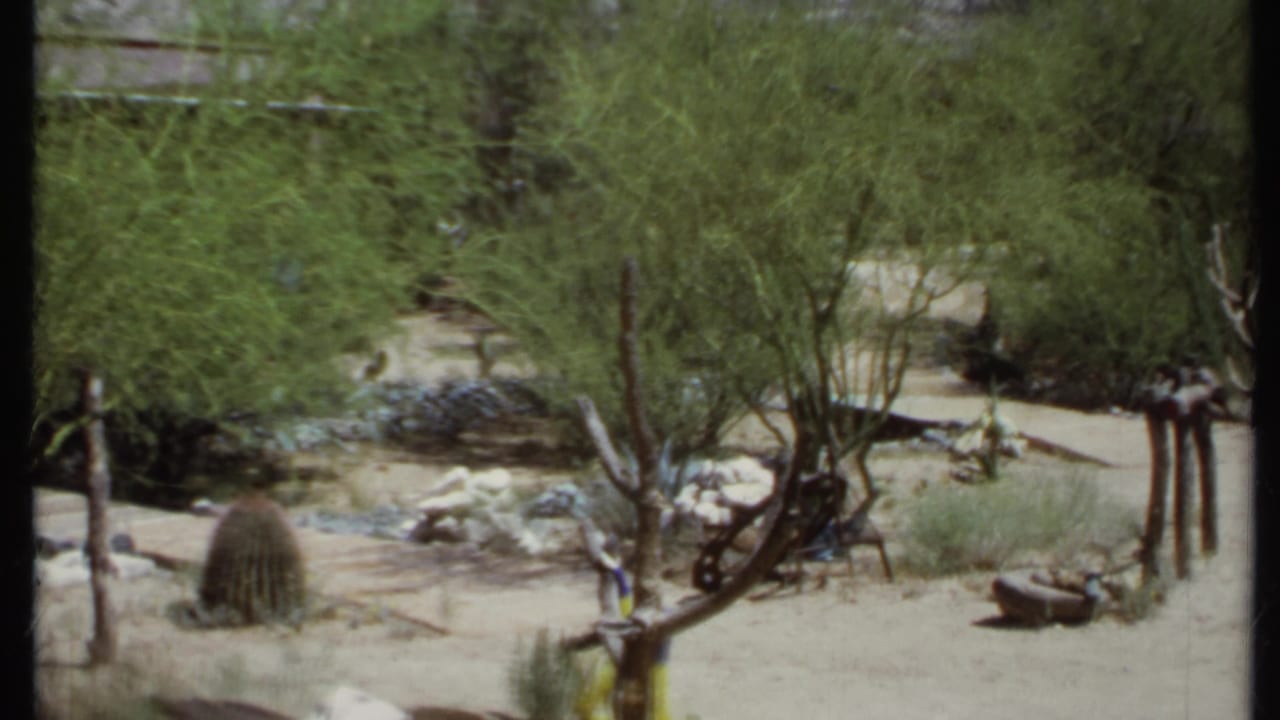 Desert shrubs, sandy ground, cactus, and a rocky mountain in the background.