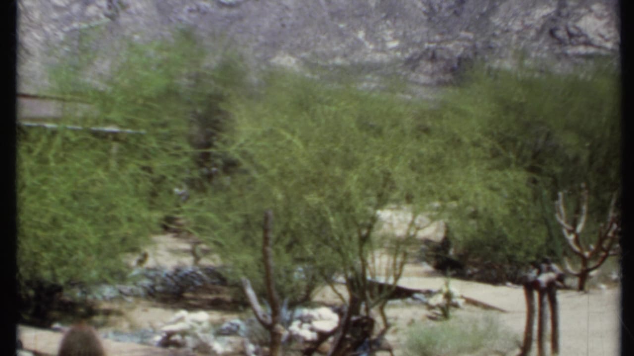 Windblown shrubs and desert ground with a rocky mountain behind them.