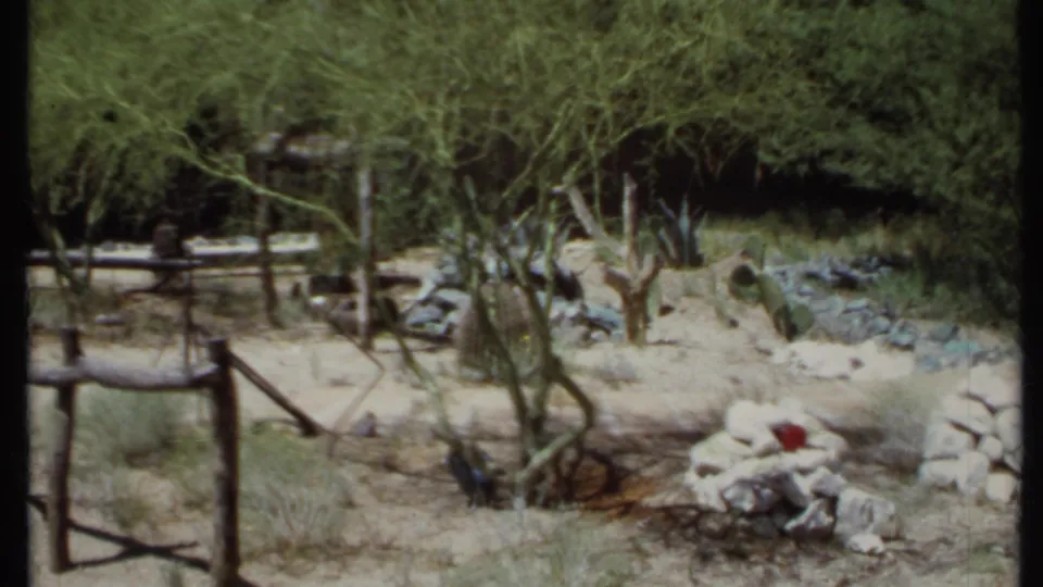 1971 California 8mm frame looking across a fenced desert yard with scrubby trees, cactus, dry brush, rocks, and a stone-ring fire pit.