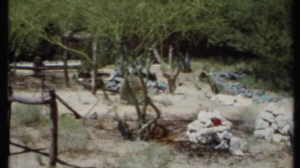 1971 California 8mm frame of a fenced desert property area with trees, cactus clusters, stones, dry brush, and a small fire-pit feature.