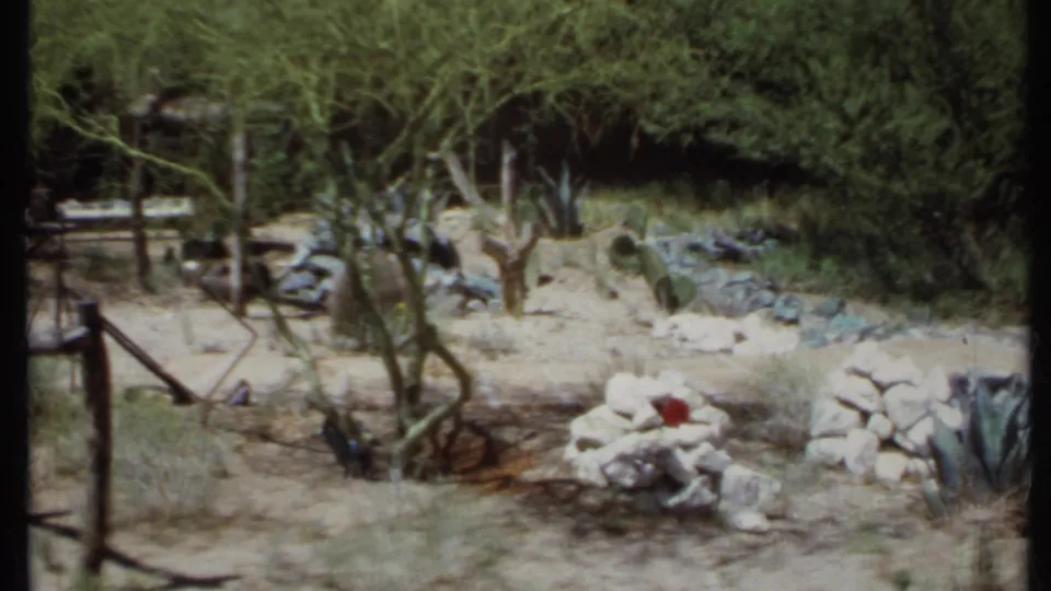 1971 California 8mm frame showing a desert garden with sandy ground, rock borders, cactus pads, shrubs, trees, and a rustic rail.