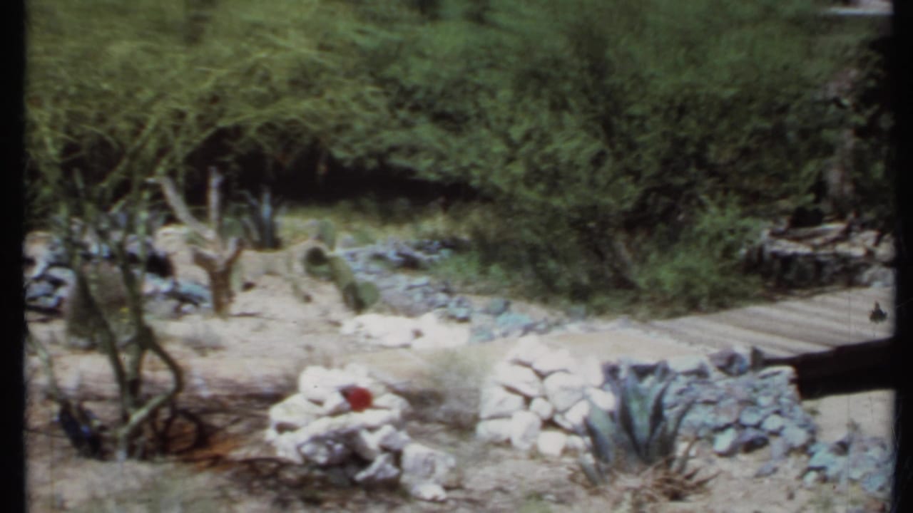 1971 California garden view with cactus pads, sandy soil, rock edging, dense shrubs, trees, and a wooden plank bridge entering from the right.