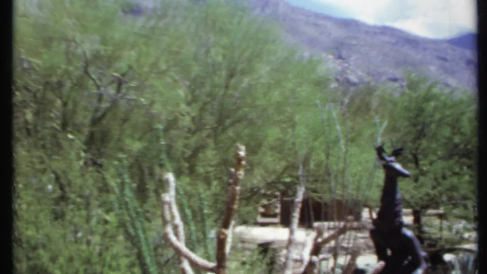 1971 California home-movie frame with desert trees, cactus trunks, rustic ranch fencing, distant mountains, and a dark statue near the right edge.