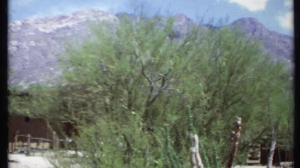 1971 California 8mm frame showing a low rustic building behind trees and cactus, with pale mountain slopes in the background.