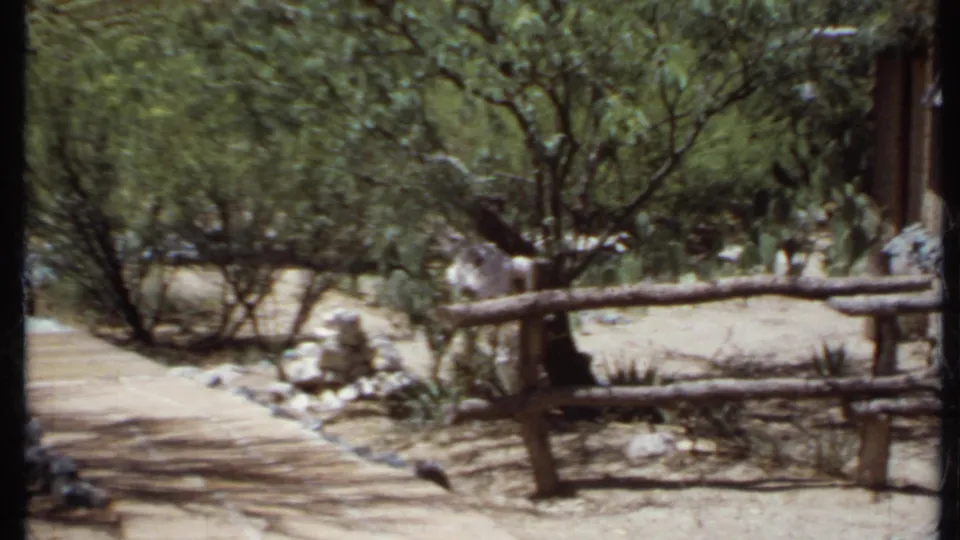 1971 California 8mm frame showing a curving dirt path past a rustic fence, stone garden figures, cactus, shrubs, and trees.